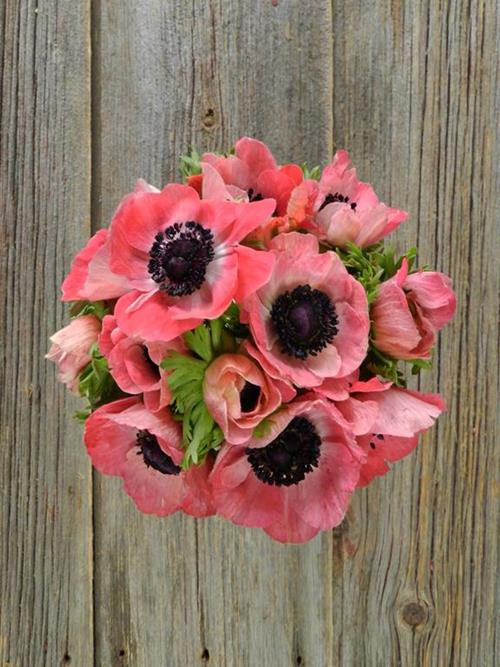  PINK ANEMONE